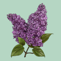 Purple Lilac Flower Illustrations Classic Tee | Teevron