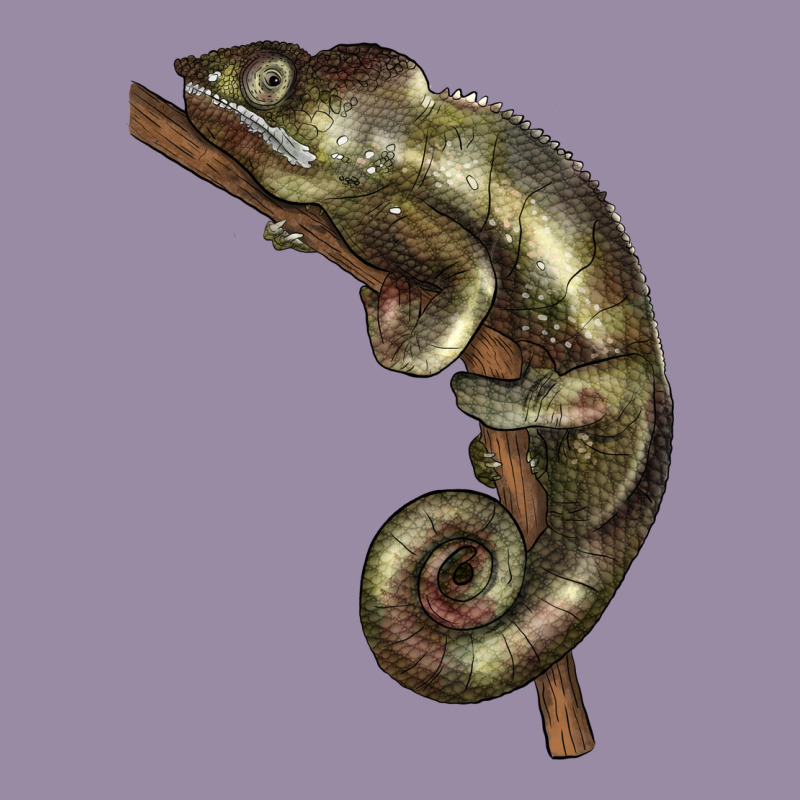 Green Chameleon Lizard Illustrations Classic Tee by LillyAllenDesigns | Teevron