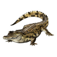 crocodile | Teevron
