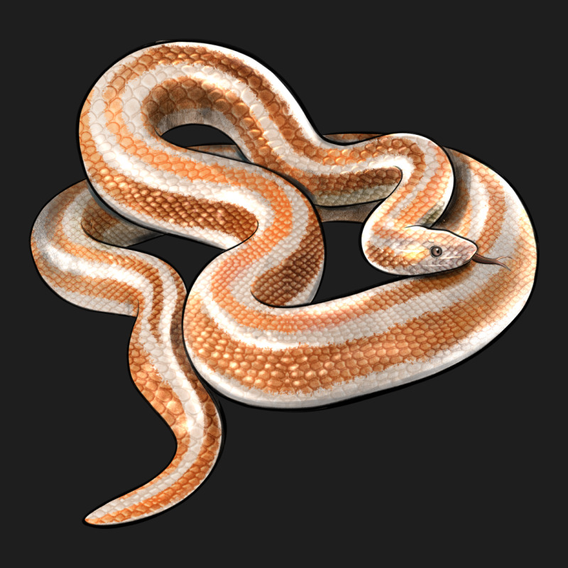 Rosy Boa Snake Illustrations Classic Tee by LillyAllenDesigns | Teevron