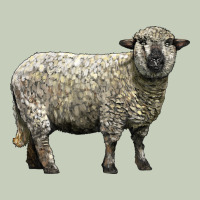 Hampshire Sheep Long Sleeve Tee | Teevron