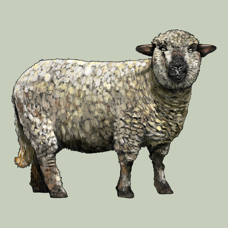 Hampshire Sheep Long Sleeve Tee by LillyAllenDesigns | Teevron