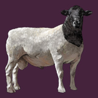 Dorper Sheep Long Sleeve Tee | Teevron