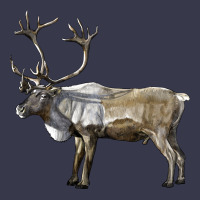 Reindeer Buck Deer Long Sleeve Tee | Teevron
