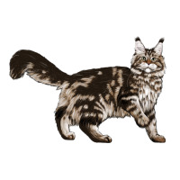 Maine Coon Cat | Teevron