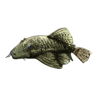 Bristlenose Placo | Teevron