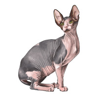 Sphynx Cat | Teevron