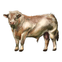 charolais bull | Teevron
