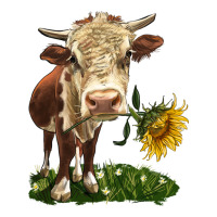 hereford heifer with sunflower | Teevron