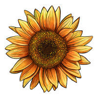 sunflower | Teevron