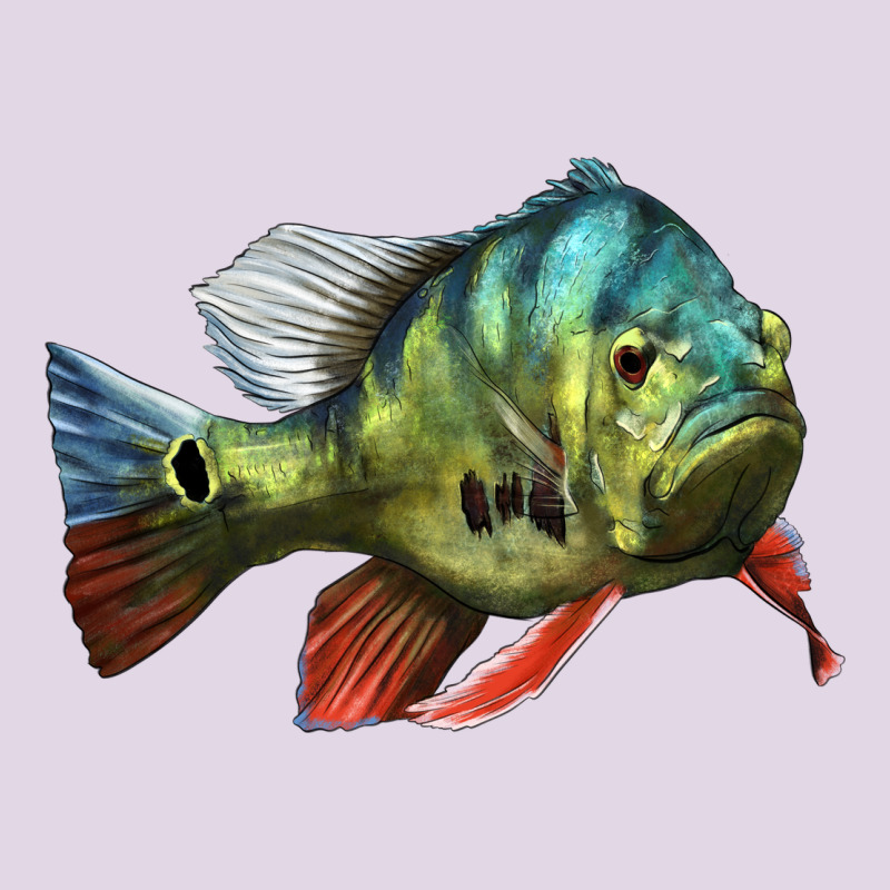 Peacock Bass Illustrations Classic Tee by LillyAllenDesigns | Teevron