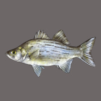 White Bass Fish Illustrations Classic Tee | Teevron