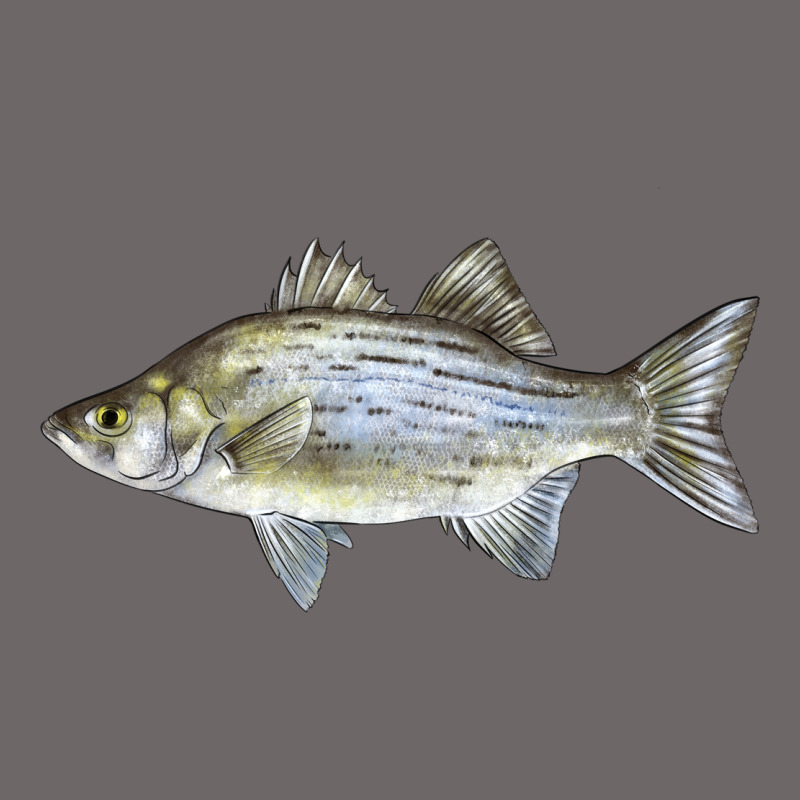 White Bass Fish Illustrations Classic Tee by LillyAllenDesigns | Teevron