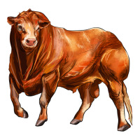 red angus bull | Teevron