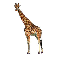 giraffe | Teevron
