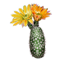 texas rainbow cactus | Teevron