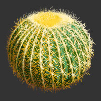 golden barrel cactus | Teevron
