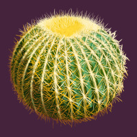 Golden Barrel Cactus Long Sleeve Tee | Teevron