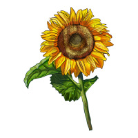 mammoth sunflower | Teevron
