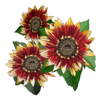 Florenza Sunflower | Teevron