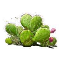 desert prickly pear cactus | Teevron