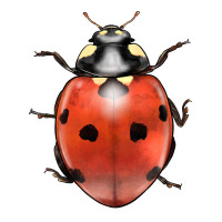 lady bug | Teevron