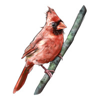 Northern Cardinal Bird | Teevron