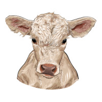 charolais calf | Teevron