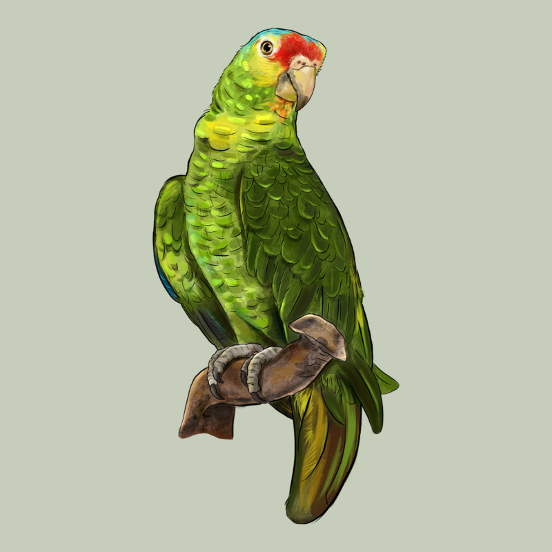 New Zealand Paraket Parrot Long Sleeve Tee by LillyAllenDesigns | Teevron