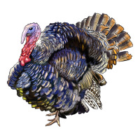 Bronze Turkey | Teevron