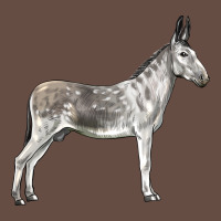 Andalusian Donkey Long Sleeve Tee | Teevron