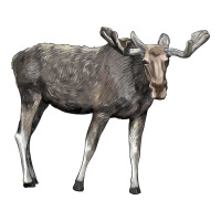 Moose Buck Deer | Teevron