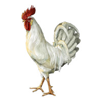 Leghorn Rooster | Teevron
