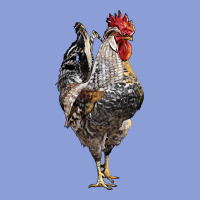 Cream Legbar Rooster Long Sleeve Tee | Teevron