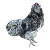 Ameraucana Rooster | Teevron