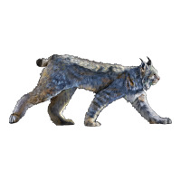 canada lynx | Teevron