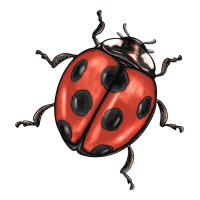 ladybug | Teevron