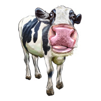 Cute Holstein | Teevron