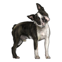 Boston Terrier | Teevron