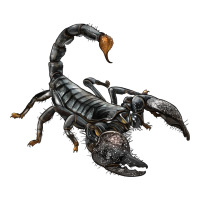 scorpion | Teevron