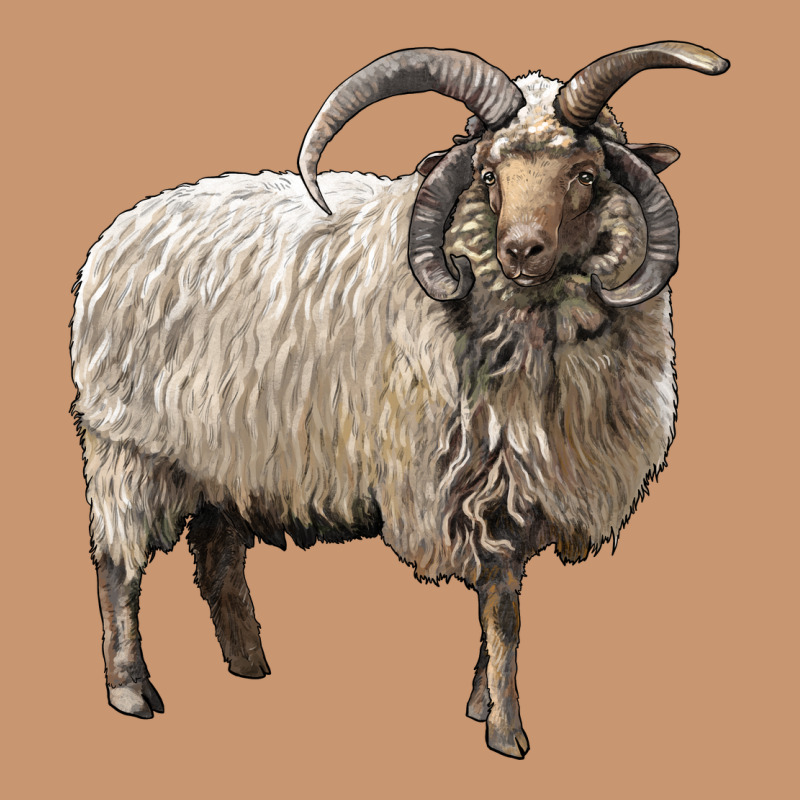 Navajo Churro Sheep Heavyweight Hoodie by LillyAllenDesigns | Teevron