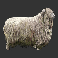 lincoln sheep | Teevron