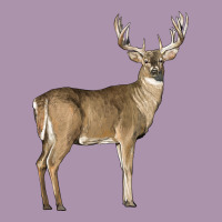 White Tailed Buck Deer Heavyweight Hoodie | Teevron