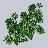 Botanical Schefflera Illustrations Heavyweight Hoodie | Teevron