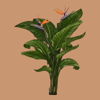 The Bird Of Paradise Heavyweight Hoodie | Teevron
