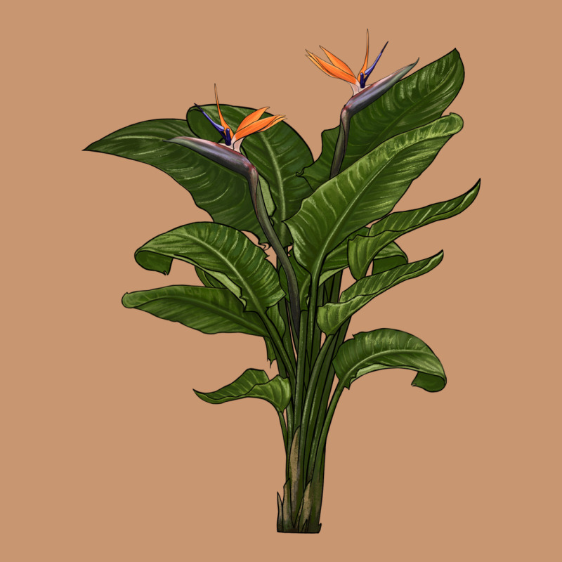 The Bird Of Paradise Heavyweight Hoodie by LillyAllenDesigns | Teevron