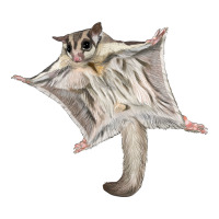 sugar glider | Teevron