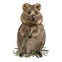 Quokka | Teevron