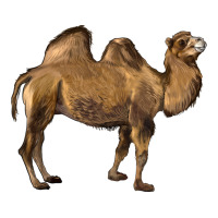 Camel | Teevron