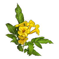 yellow elder flower | Teevron
